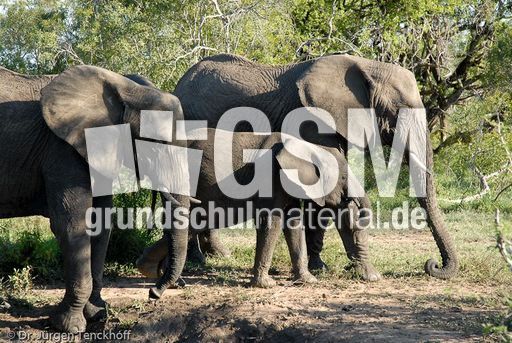 Afrikanischer Elefant (46 von 131).jpg
